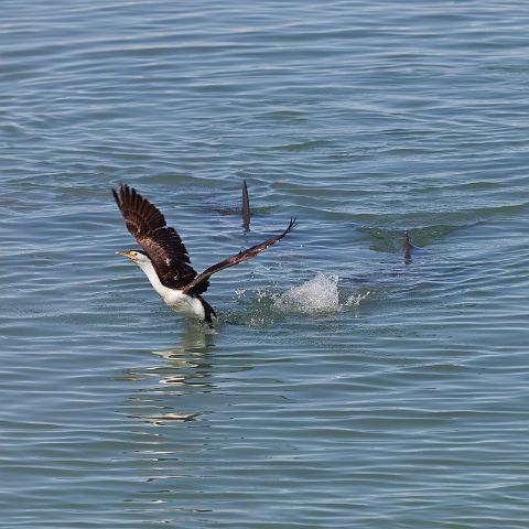 052 Shark Bay, monkey mia, aalscholver verjaagt door dolfijnen.jpg